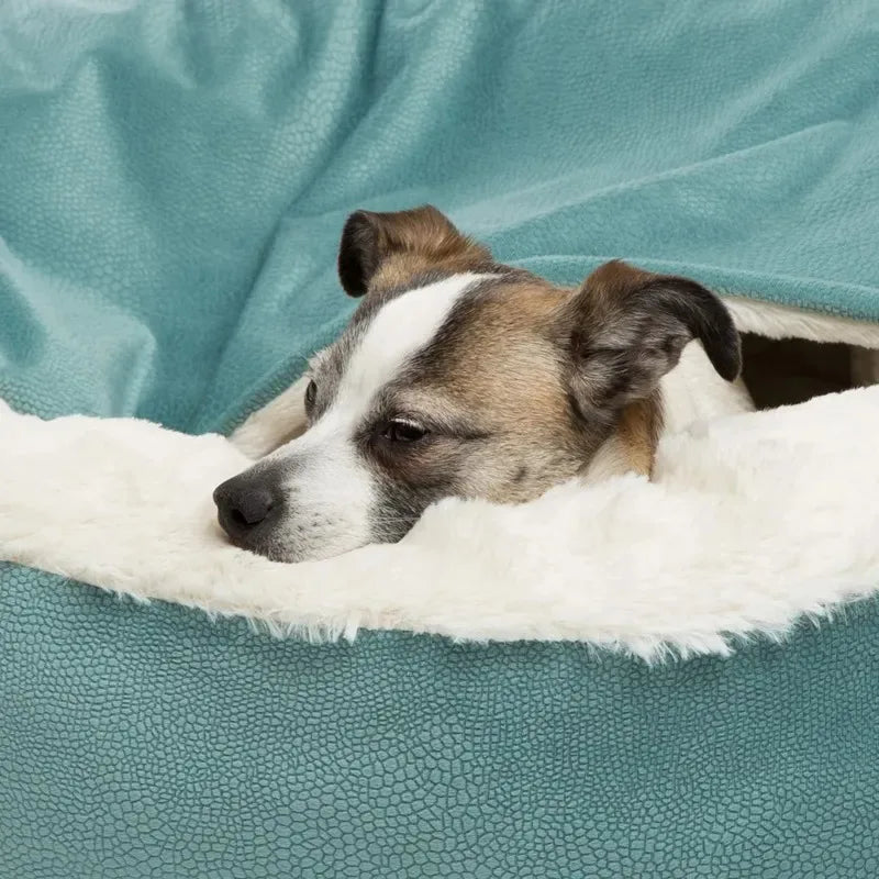 Pet Lifestyle
